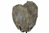 Fossil Hadrosaur Caudal Vertebra w/ Metal Stand - Texas #250276-1